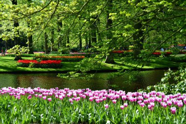 Keukenhof bahçesinde mor lale