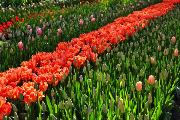 Bellissimo campo di tulipani arancioni — Foto Stock