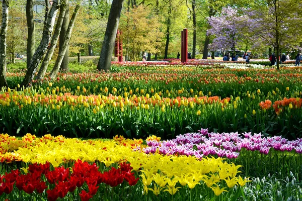 Tulipanes rojos, amarillos y morados . —  Fotos de Stock