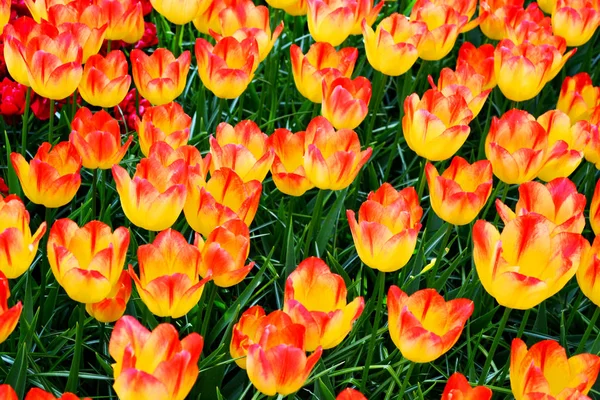 Hermoso campo de tulipanes amarillos —  Fotos de Stock