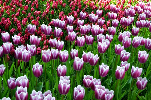 Campo blanco púrpura de tulipanes —  Fotos de Stock