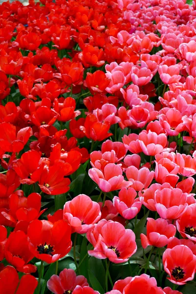 Tulipanes rojos y rosados —  Fotos de Stock