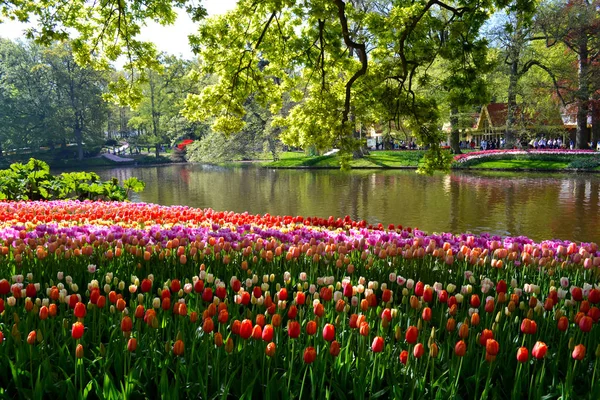 Tulipas coloridas em Keukenhof park, Países Bajos . — Fotografia de Stock