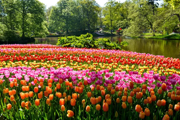 Tulipanes coloridos en el parque Keukenhof, Países Bajos . —  Fotos de Stock