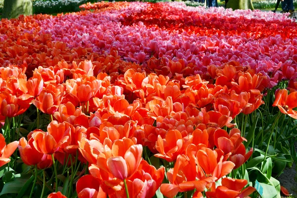 Tulipani colorati nel parco Keukenhof, Paesi Bassi . — Foto Stock