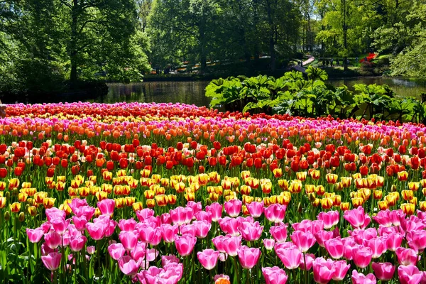 Colorful tulips in the Keukenhof park, Netherlands. — Stock Photo, Image