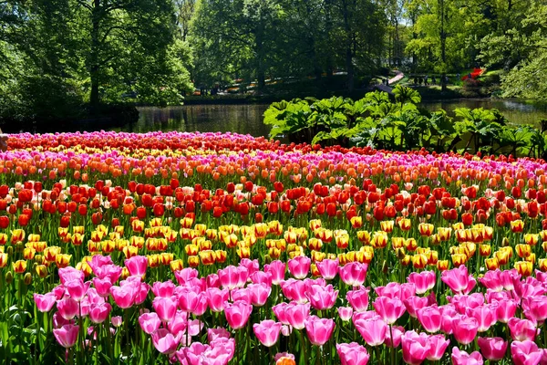 Renkli Lale Keukenhof Park, Hollanda.