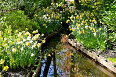 Renkli nehir manzara çiçeklerle bahar Hollandalı Bahçe Keukenhof, Hollanda