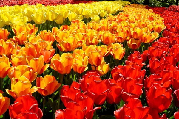 Glade of red and yellow fresh tulips in garden Keukenhof, Países Bajos —  Fotos de Stock