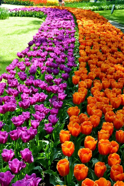 Glade of red and purple fresh tulips in garden Keukenhof, Países Bajos —  Fotos de Stock