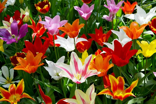 Glade of red and yellow fresh tulips in garden Keukenhof, Países Bajos —  Fotos de Stock