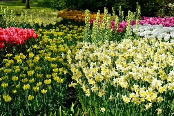 Hermosos narcisos blancos. Parque de flores Keukenhof —  Fotos de Stock