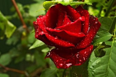Yaprakların üzerine su damlaları damlayan kırmızı gül.
