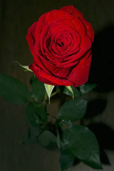 Rose Rouge Avec Des Gouttes Eau Sur Les Pétales — Photo