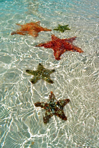 Group Starfish Water Sandy Beach — Stock Photo, Image