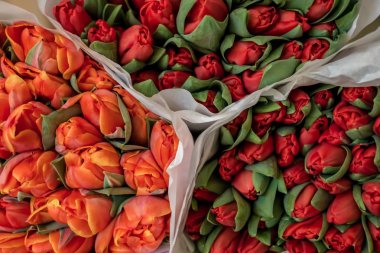 Parlak kırmızı ve turuncu Lale demet