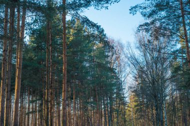 Orman ağaçları güneşli kış gününde