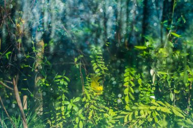 Yeşil Saint Petersburg Botanik Bahçesi arka plan bulanıklık