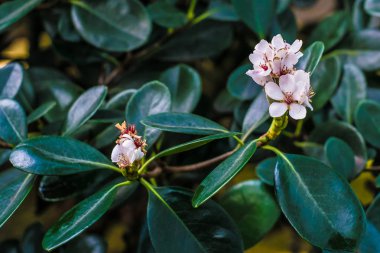 Parlak beyaz tropikal çiçek açelya derin yeşil arka plana sahip