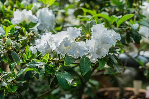 Arbustes azalées de fleurs tropicales blanches brillantes avec fond vert foncé — Photo