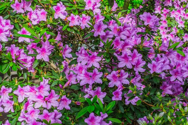 Jasny różowy kwiat tropikalnej Azalia krzewy głęboko zielonym tle — Zdjęcie stockowe