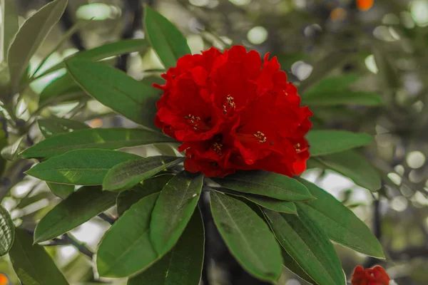 Hell rad tropische Blume Rhododendron Nahaufnahme mit tiefgrünem Hintergrund — Stockfoto