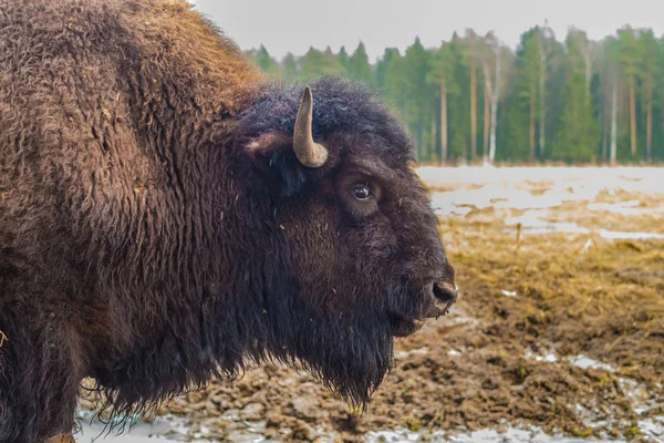 Zubr, buffalo portrét v národním parku. — Stock fotografie