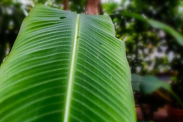 Bright green banana leaf closeup with a tropical garden at the background — Stock Photo, Image
