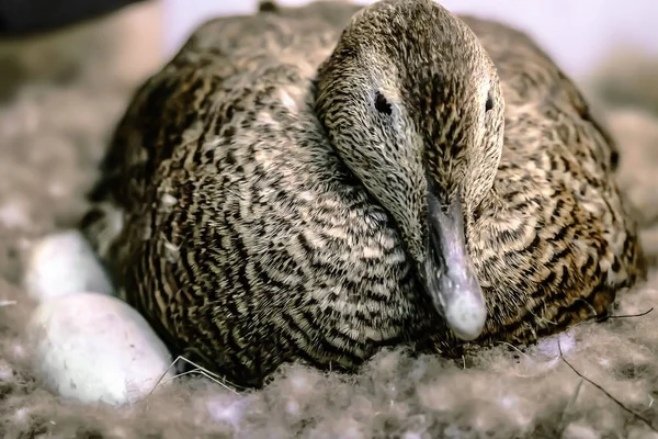 Anatra seduta sulle uova nel nido — Foto Stock