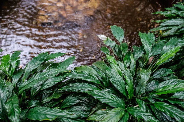 スパティフィラム茂み池の銀行に — ストック写真