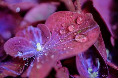 Sihirli mor Menekşe HORTENSIA ortanca makro su ile damla