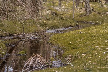Yosun akan küçük orman brook