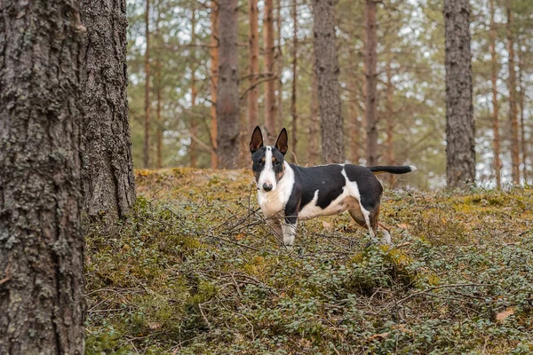 Mini bullterrier tricolore cane sulla passeggiata nella foresta — Foto Stock