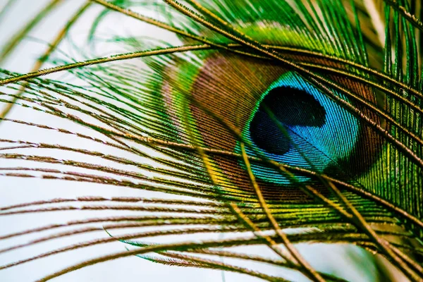 Παγώνι φτερά μάτι μακροεντολή closeup σχετικά με το λευκό φόντο — Φωτογραφία Αρχείου