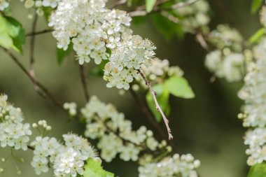 Bahar çiçeği: çiçek açan bir elma ağacının arka plandaki dalı