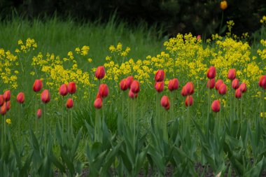 Güzel taze kırmızı lale bahçesinde bulunan sari arka plan Grup.