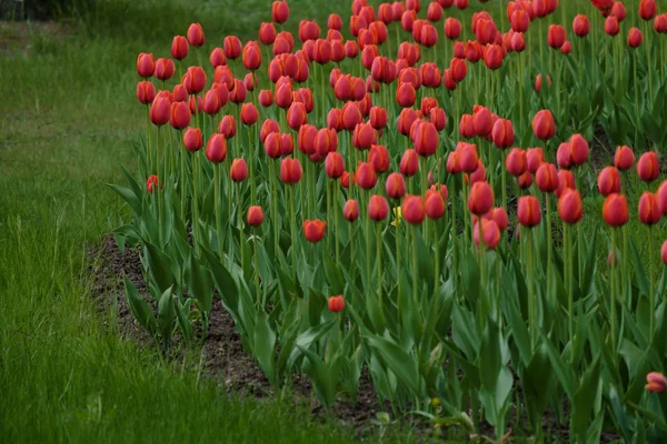 Grupa piękny świeże czerwone tulipany w ogrodzie. — Zdjęcie stockowe