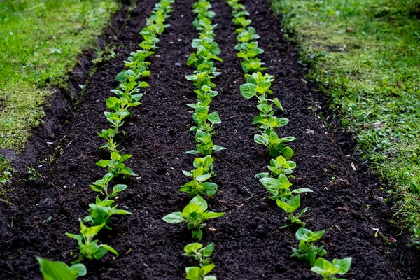 The perfect lines of seedlings. Green garden rows.