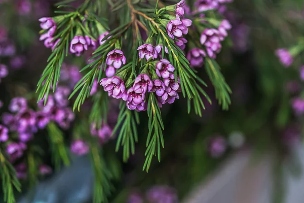 Geraldton balmumu çiçek (Chamelaucium uncinatum)