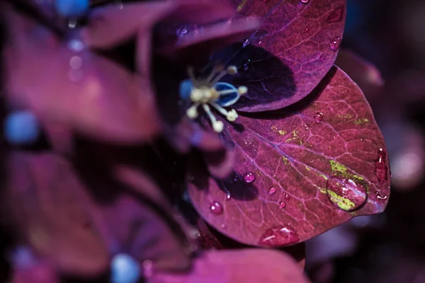 Magic purple violet hortensia hydrangea macro with water drops — Stock Photo, Image