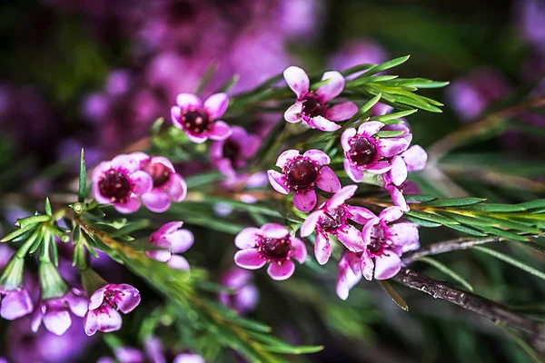 Geraldton balmumu çiçek (Chamelaucium uncinatum)