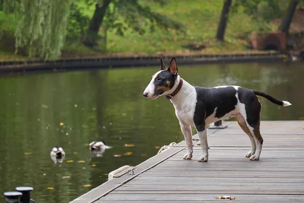 Cão de cachorro Bull terrier em um cais de madeira em um lago, espaço de cópia, detalhe com foco selecionado e profundidade estreita de campo — Fotografia de Stock