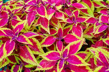 Coleus bitkisinin kırmızı ve yeşil yaprakları, Plectranthus scutellarioides