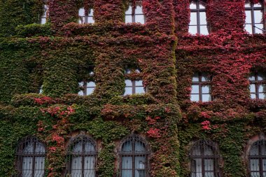 Bina, Ulusal Müzesi Wroclaw, Polonya, muhteşem Ivy içinde kaplı bir mimar Karl Friedrich Endell tarafından tasarlanmış ve 1883-1886 yılında inşa.