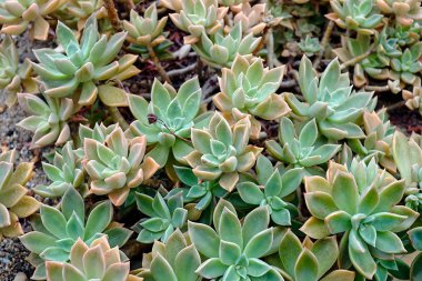 Bahçedeki minyatür sulu bitkiler (sulu kaktüsler)