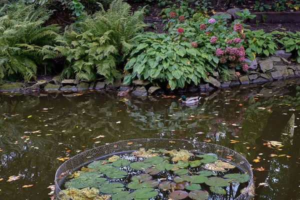 Prachtig meer van de Japanse tuin in de botanische tuin in Europa. Stad landschap. — Stockfoto