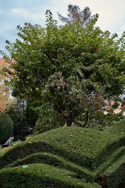 Träd i botaniska trädgården i Wroclaw, Polen. Stadslandskapet. — Stockfoto