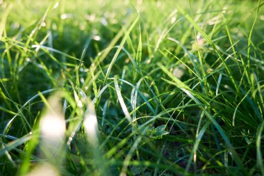 Yeşil çim arka plan yeşil çim portre