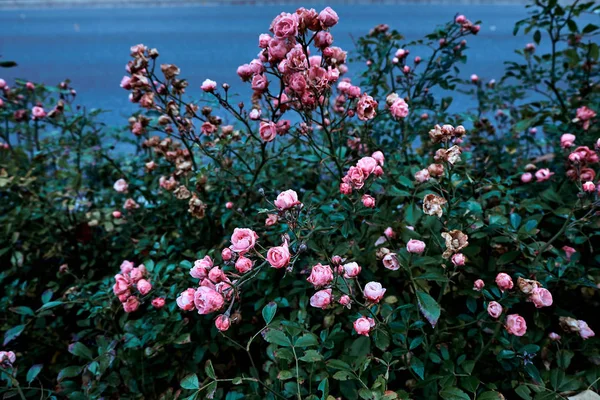 Beau buisson de roses roses dans le jardin sur fond de rivière bleue . — Photo