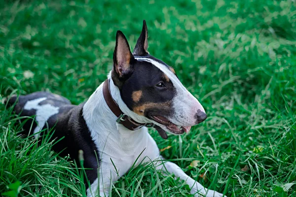 Bullterrier Welpenhund Porträt auf einem grünen Gras. — Stockfoto